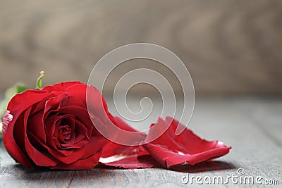 Single dark red rose on wood background Stock Photo