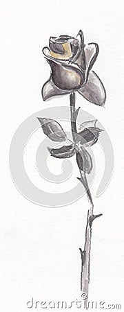 Single dark rose with broken steam as a symbol of unrequited lov Cartoon Illustration