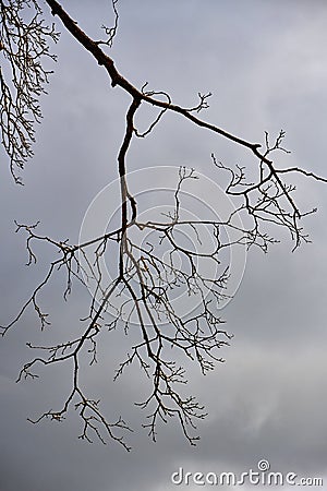 A single dead branch against a cloudy sky Stock Photo