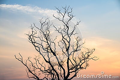 Single Dead dry branch tree on sunset Stock Photo