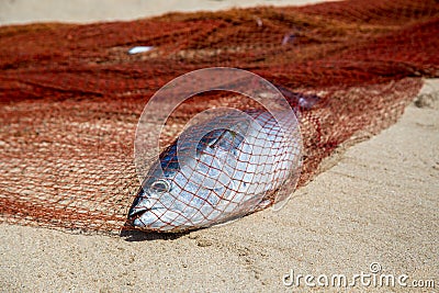 Single dead fish in a net Stock Photo