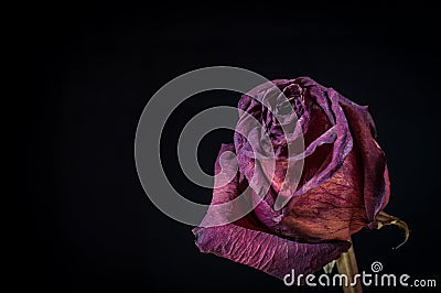 A single dead and shrivelled rose Stock Photo