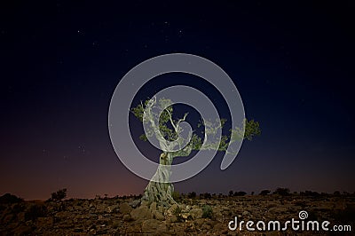 Single dead standing tree at night Stock Photo