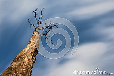 Single dead tree on blue sky background Stock Photo