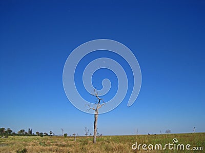 SINGLE DEAD TREE IN THE MABABE DEPRESSION IN BOTSWANA Stock Photo