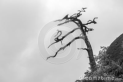 Single dead tree on mountain top Stock Photo