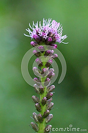 Single Dense blazing star or Liatris spicata herbaceous perennial flowering plant with tall spike full of closed flower buds Stock Photo