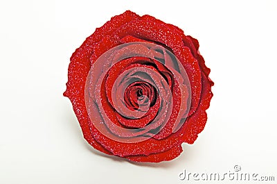 Single diamond dust red rose preserved isolated Stock Photo