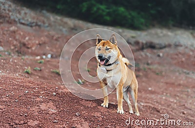 Single dog smile close up walk on background landscape, tourist red shiba inu leisure on lake, hiker sad pet travel on nature Stock Photo
