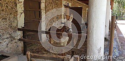 Donkey in stable Stock Photo