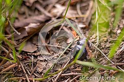 A single dor beetle walking on the ground surrounded by grass and twigs Stock Photo