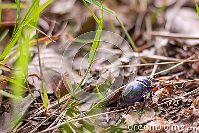 A single dor beetle walking on the ground surrounded by grass and twigs Stock Photo