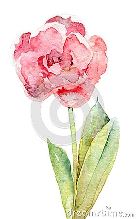 Single double pink tulip on white background Cartoon Illustration