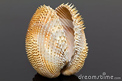 Single double seashell of bivalvia isolated on black background Stock Photo