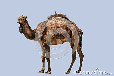 A shaggy dromedary looks into the camera, isolated with blue background. Stock Photo