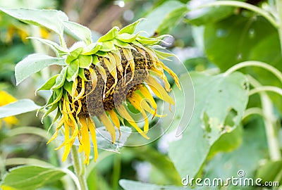 Single drooping and wilted sunflower Stock Photo