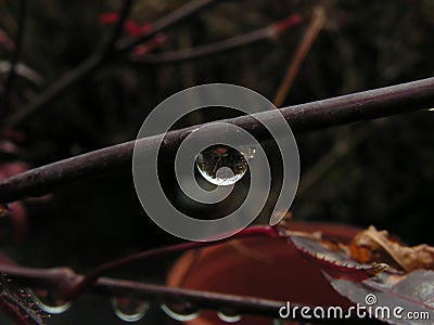 Single drop on a branch Stock Photo