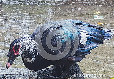 Single duck Bangladesh dhaka Stock Photo