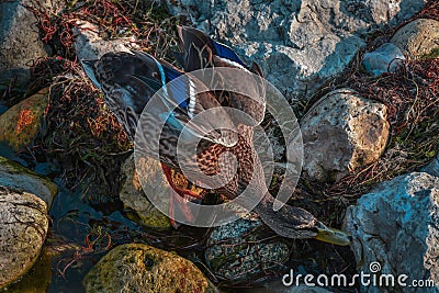 Single duck walking on rocks Stock Photo