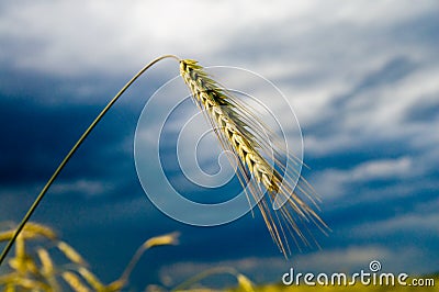 Single ear Stock Photo