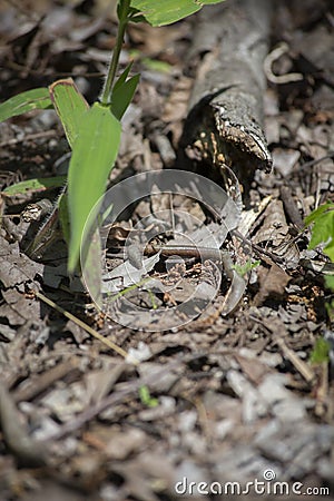 Earthworm on Forest Floor Stock Photo