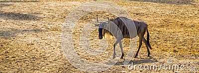 Single eastern white bearded wildebeest walking through the sand, tropical antelope specie from Africa Stock Photo