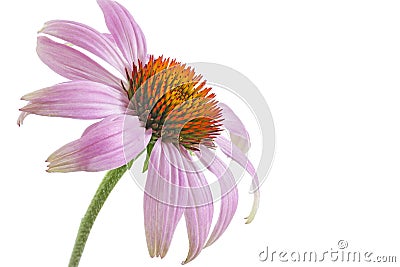 Single echinacea flower Stock Photo