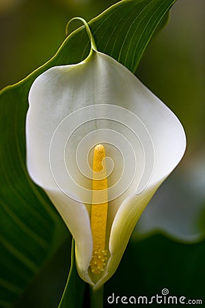 A single elegant lily blossom Stock Photo