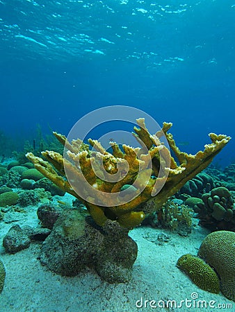 Single elkhorn coral colony Stock Photo