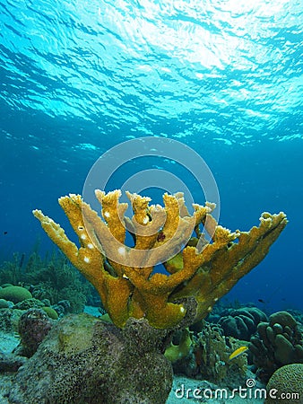 Single elkhorn coral colony Stock Photo