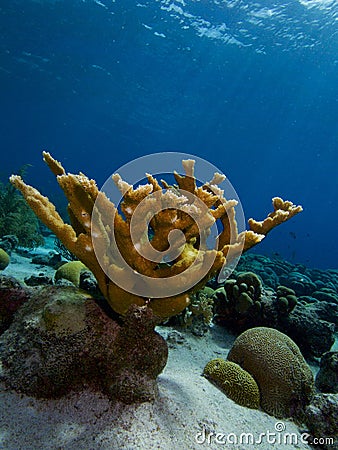 Single elkhorn coral colony Stock Photo