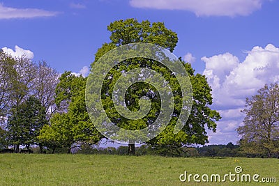 Oak Tree Quercus Robur Stock Photo