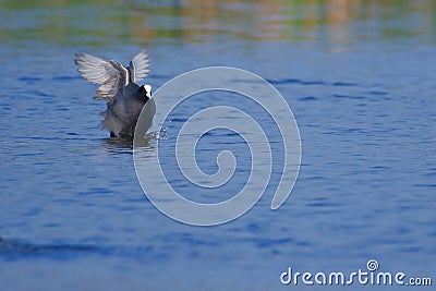 Eurasian common coot bird natural nature wallpaper Stock Photo