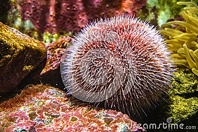 Single European Edible Sea Urchin - latin Echinus esculentus - inhabiting seashore coastal waters of western Europe, in an Stock Photo