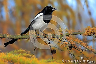 Single European Magpie bird on tree branch Stock Photo