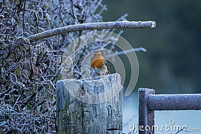 A single european robin sitting on a frosty fence post on a cold winter morning Stock Photo