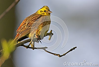 Single European Serin bird on tree twig during a spring nesting period Stock Photo