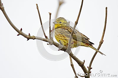 Single European Serin bird on tree twig during a spring nesting period Stock Photo