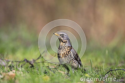 Single Fieldfare bird on grassy wetlands during a spring nesting Stock Photo