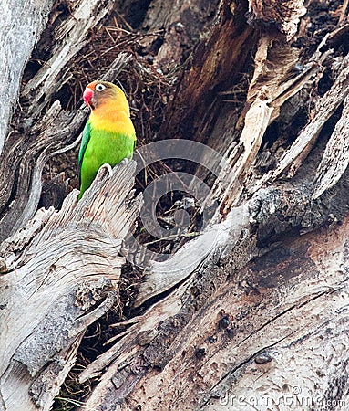 A single Fischer`s lovebird in a tree trunk Stock Photo