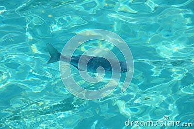 Single fish in blue transparant water Stock Photo