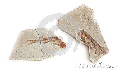 Single fish fossil Stock Photo