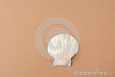 Single Flat Semi Circle Sea Shell on Coffee Color Brown Background. Minimalist Modern Style. Funky Trendy Colors. Template for Pos Stock Photo