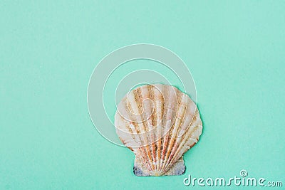 Single Flat Semi Circle Sea Shell on Turquoise Background. Minimalist Modern Style. Funky Trendy Colors. Template for Poster Stock Photo