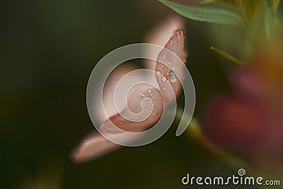 Single flax flower Stock Photo