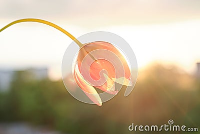 Single flower beautiful tulip, sky background with clouds, evening sunset Stock Photo