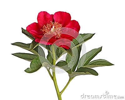 Single flower of a bright red peony isolated on white Stock Photo