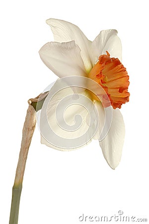 Single flower of a daffodil cultivar Stock Photo