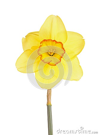 Single flower of a daffodil cultivar against a white background Stock Photo