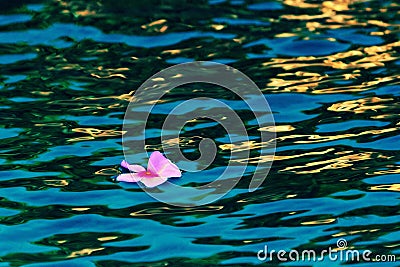 Single Flower Floating Stock Photo